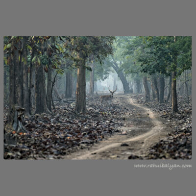 Memories of the forest