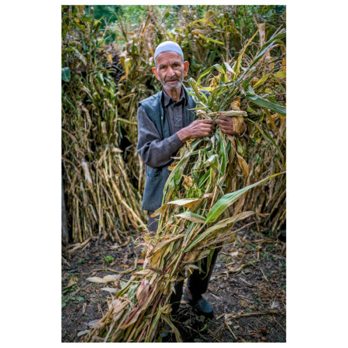 The Harvest