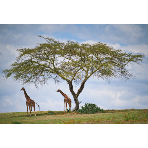 Giraffe And The Acacia