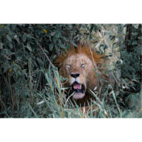 Lions of Africa