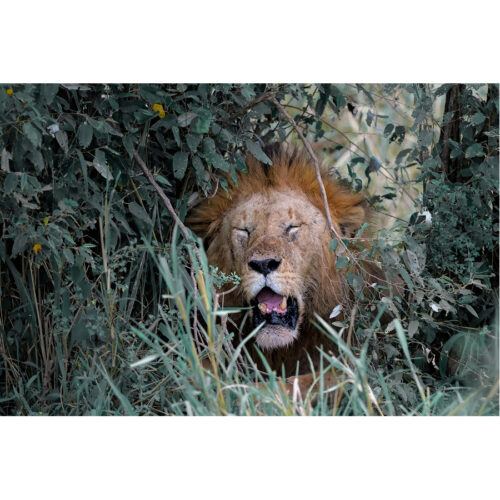 Lions of Africa