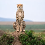 The Kenya Experience – Amboseli and Maasai Mara