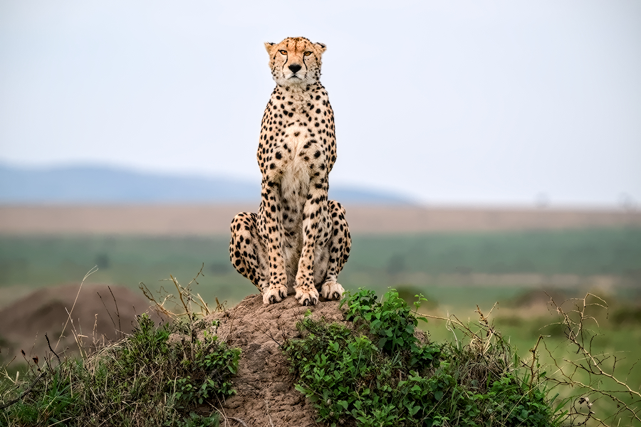 The Kenya Experience – Amboseli and Maasai Mara